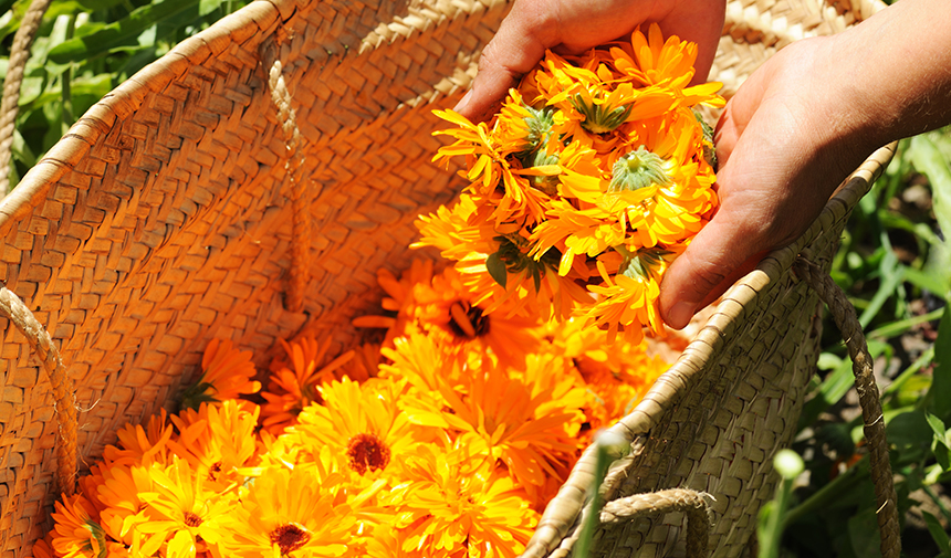 Calendula Plant’s Diversity, Endless Potential for Health and Beauty