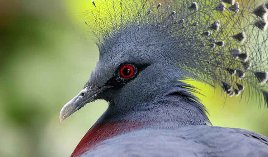 Bird Language Translators and the Codes of Their Communication